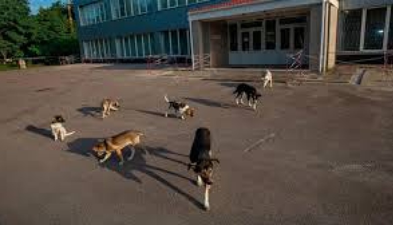 El sorprendente hallazgo sobre los perros de Chernobyl que desafía a la ciencia