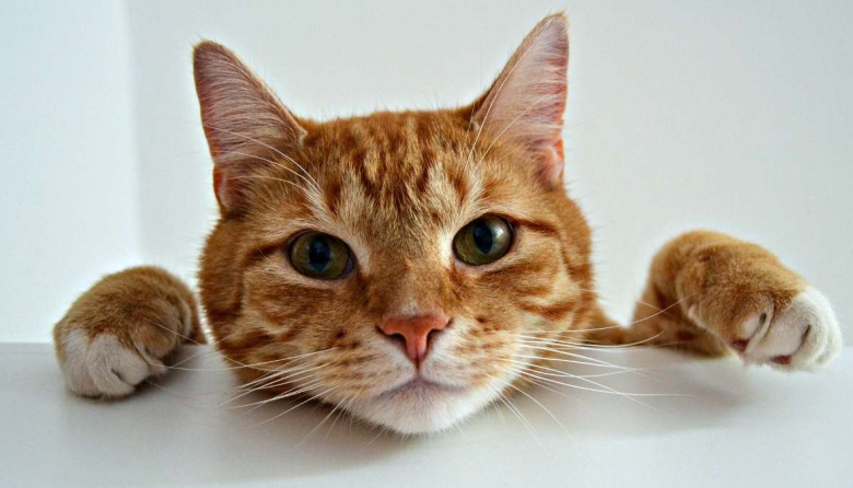 ¿Cuándo empieza un gato a envejecer y cómo darse cuenta?