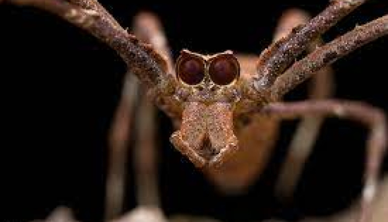 Cuál es la especie de arácnido del Amazonas que tiene dos tipos de machos diferentes
