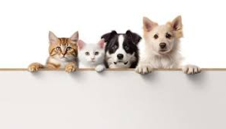 Perros y gatos: cómo detectar las primeras señales de envejecimiento en las mascotas