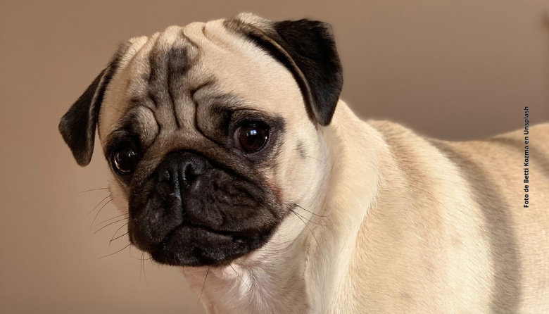 La lista de razas de perros en riesgo por problemas respiratorios aumenta y alerta a los veterinarios: cuáles son los más afectados