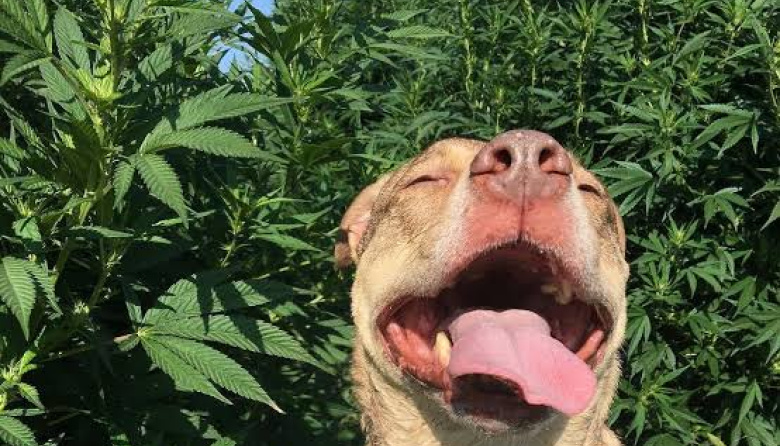 ¿El cannabidiol es bueno para la salud de los perros?