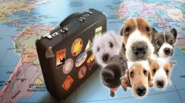 Si va a viajar con su mascota en vacaciones, siga estas recomendaciones para que ni usted ni ellas sufran