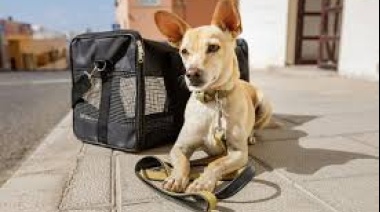 ¿Viajas con tu mascota? Conoce los requisitos para ingresar o salir del país con ella