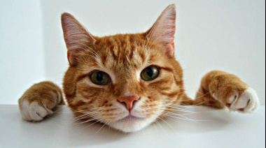 ¿Cuándo empieza un gato a envejecer y cómo darse cuenta?