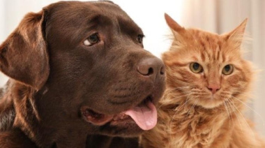 ¿Son más inteligentes los perros o los gatos? Qué dice la ciencia