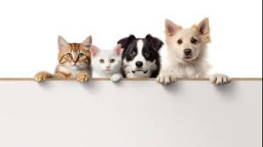 Perros y gatos: cómo detectar las primeras señales de envejecimiento en las mascotas