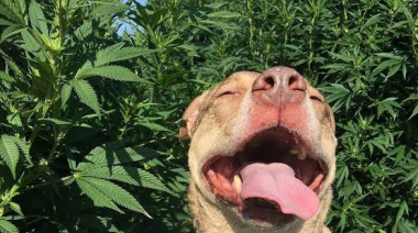 ¿El cannabidiol es bueno para la salud de los perros?