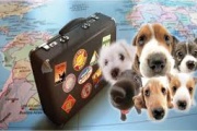 Si va a viajar con su mascota en vacaciones, siga estas recomendaciones para que ni usted ni ellas sufran