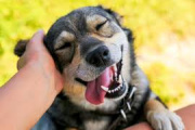 Por qué los animales domésticos podrían estar aumentando la resistencia a los antibióticos