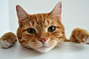 ¿Cuándo empieza un gato a envejecer y cómo darse cuenta?