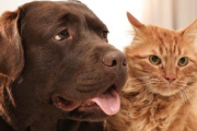 ¿Son más inteligentes los perros o los gatos? Qué dice la ciencia
