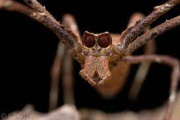 Cuál es la especie de arácnido del Amazonas que tiene dos tipos de machos diferentes