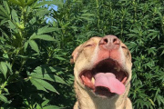 ¿El cannabidiol es bueno para la salud de los perros?