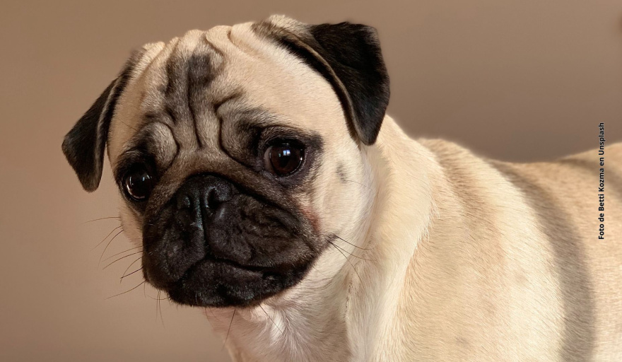 La lista de razas de perros en riesgo por problemas respiratorios aumenta y alerta a los veterinarios: cuáles son los más afectados